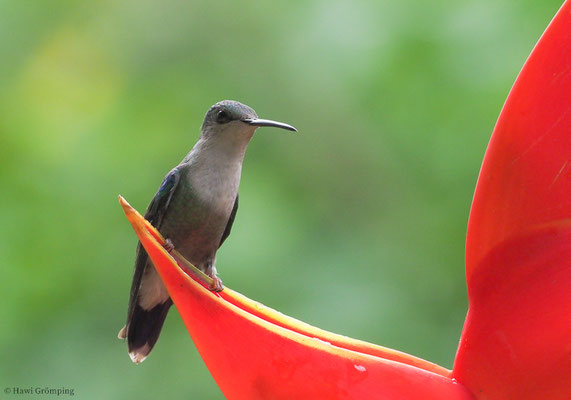 VIOLETKRONENNYMPHE, VIOLET-CROWNED WOODNYMPH, THALURANIA COLUMBICA