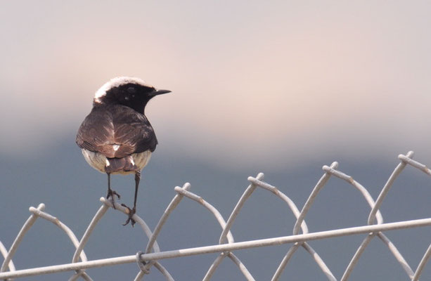 ZYPERNSTEINSCHMÄTZER, CYPRUS WHEATEAR, OENANTHE CYPRIACA