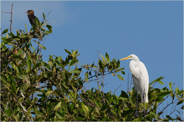 SILBERREIHER, GREAT WHITE EGRET, EGRETTA ALBA