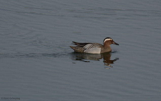 KNÄKENTE, GARGANEY, ANAS QUERQUEDULA