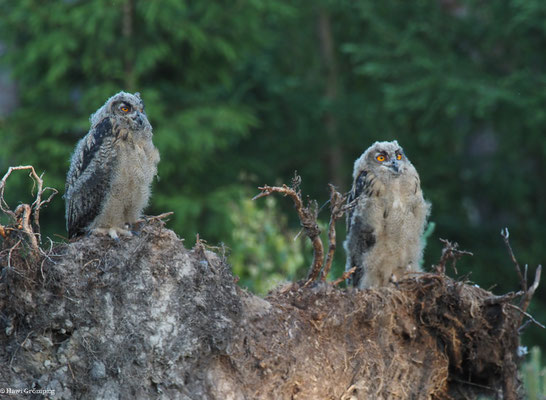 UHU, EAGLE OWL, BUBO BUBO