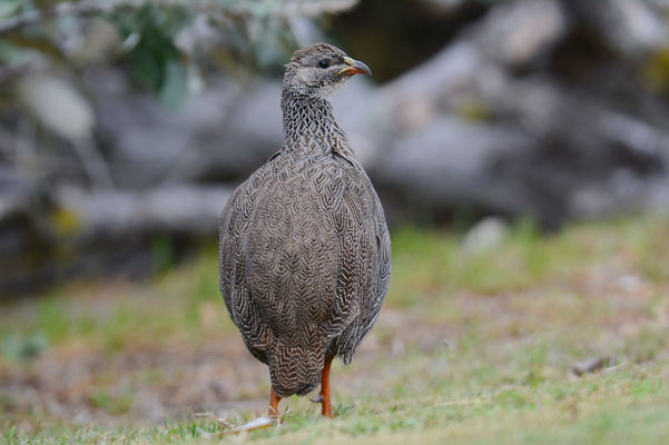 KAP-FRANKOLIN, CAPE SPURFOWL, PTERNISTIS CAPENSIS