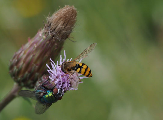 Gemeine Feldschwebfliege, Metasyrphus corollae