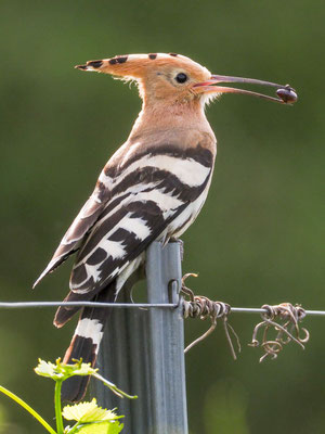 Wiedehopf, hoopoe, upupa epops - D, f, e, zypern