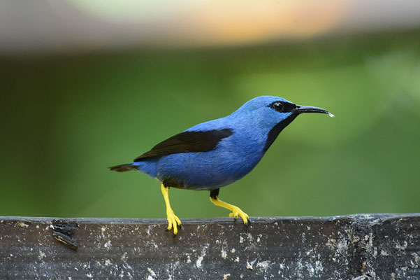 Azurnaschvogel, Shining honeycreeper, Cyanerpes lucidus