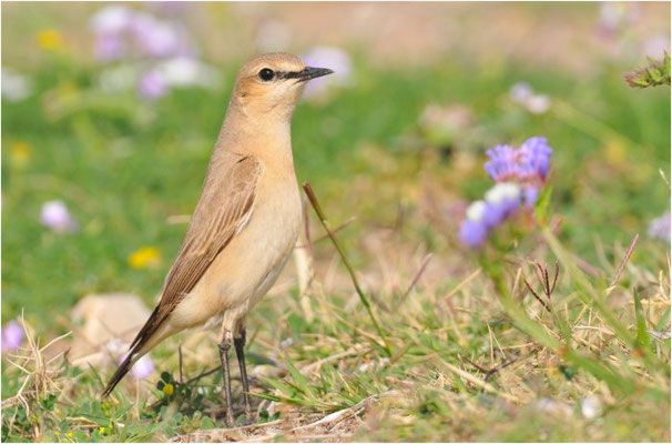 ISABELLSTEINSCHMÄTZER, ISABELLINE WHEATEAR, OENANTHE ISABELLINA