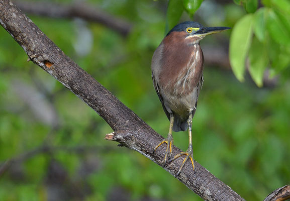 GRÜNREIHER, GREEN HERON, BUTORIDES VIRESCENS
