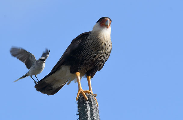 KARIBIKKARAKARA, CRESTED CARACARA, CARACARA CHERIWAY