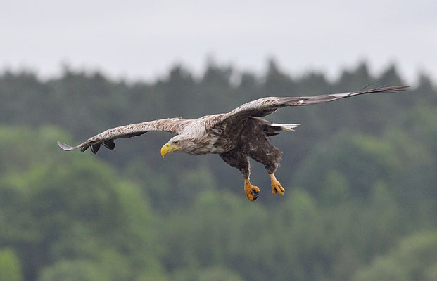 SEEADLER, WHITE-TAILED EAGLE, HALIAEETUS ALBICILLA