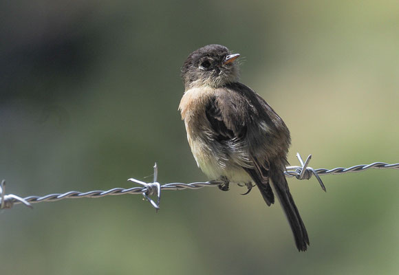 KAPUTZENTYRANN, BLACK-CAPPED FLYCATCHER, EMPIDONAX ATRICEPS