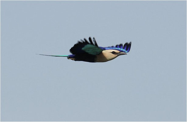 BLAUBRUSTRACKE, BLUE-BELLIED ROLLER, CORACIAS CYANOGASTER