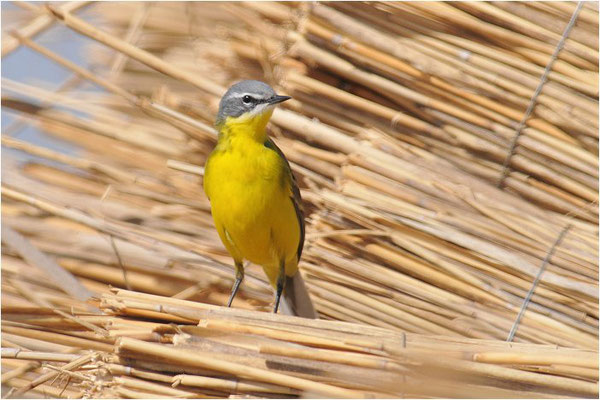 WIESENSCHAFSTELZE, YELLOW WAGTAIL, MOTACILLA FLAVA