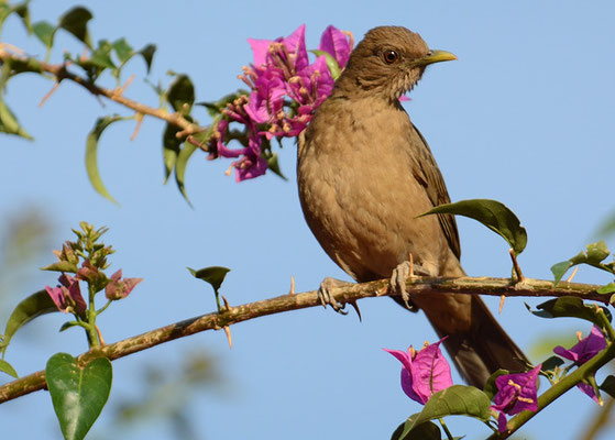 GILBDROSSEL, CLAY-COLORED ROBIN, TURDUS GRAYI