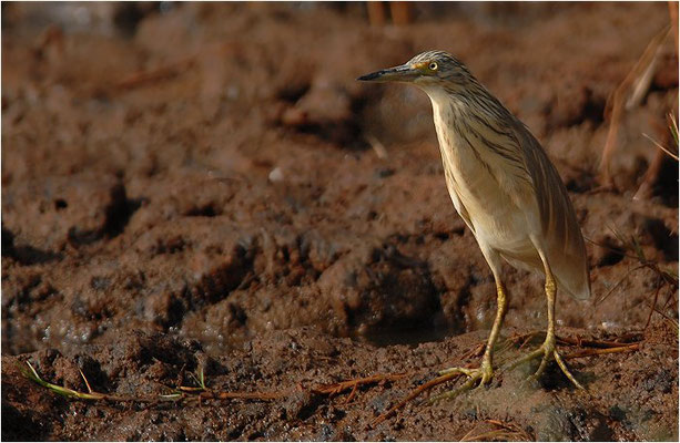 RALLENREIHER, SQUACCO HERON, ARDEOLA RALLOIDES