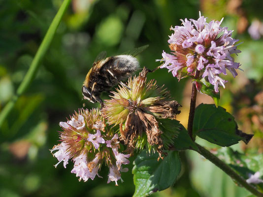 HUMMEL-KEILFLECKSCHWEBFLIEGE, ERISTALIS INTRICARIA