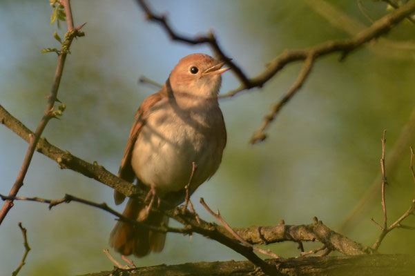 NACHTIGALL, NIGHTINGALE, LUSCINIA MEGARHYNCHOS