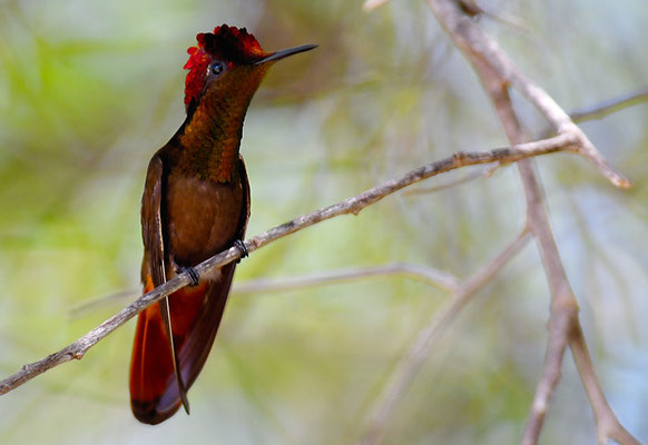 TOPASRUBINKOLIBRI, RUBY-TOPAZ HUMMINGBIRD, CHRYSOLAMPIS MOSQUITUS - CURACAO