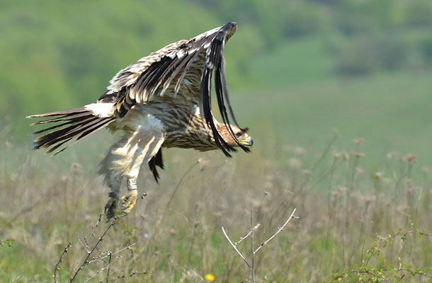 KAISERADLER, IMPERIAL EAGLE, AQUILA HELIACA