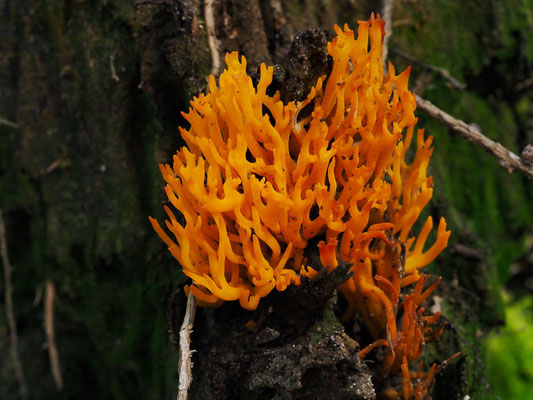 Klebriger Hörnling - Calocera viscosa