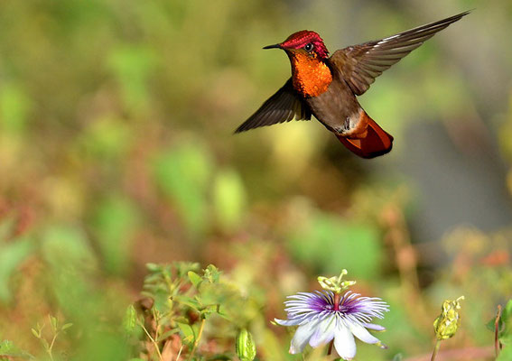 TOPASRUBINKOLIBRI, RUBY-TOPAZ HUMMINGBIRD, CHRYSOLAMPIS MOSQUITUS