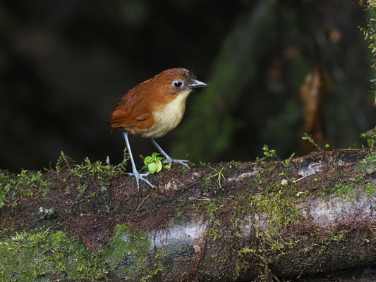 Gelbbrust-Ameisenpitta, Yellow-breasted Antpitta - Grallaria flavotincta