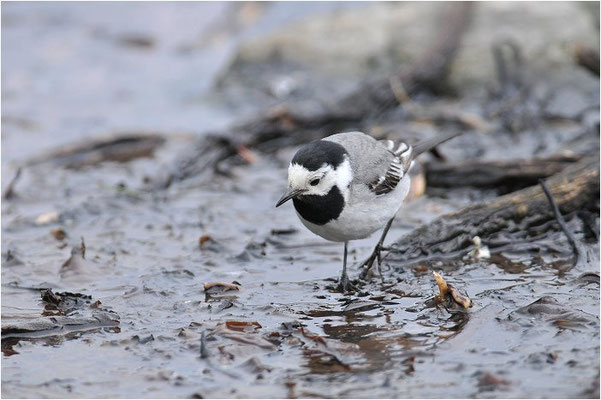 BACHSTELZE,WHITE WAGTAIL, MOTACILLA ALBA