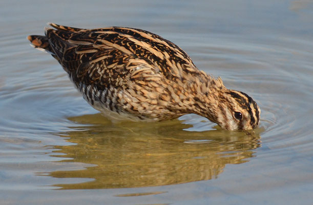 BEKASSINE, COMMON SNIPE, GALLINAGO GALLINAGO