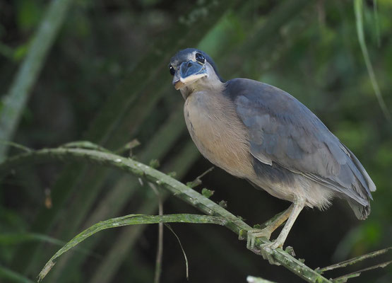 KAHNSCHNABEL, BOAT-BILLED HERON, COCHLEARIUS COCHLEARIUS