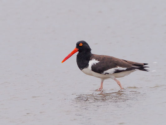 Braunmantel-Austernfischer, American Oystercatcher - Haematopus palliatus