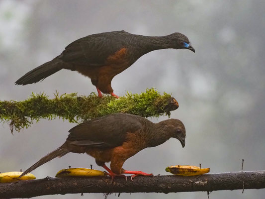SICHELGUAN, SICKLE-WINGED GUAN - CHAMAEPETES GOUDOTII