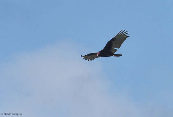 TRUTHAHNGEIER, TURKEY VULTURE, CATHARTES AURA