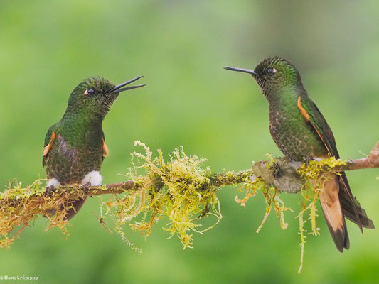 FAHLSCHWANZKOLIBRI, BUFF-TAILED CORONET - BOISSONNEAUA FLAVESCENS