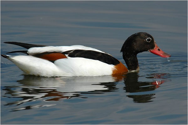 BRANDENTE, SHELDUCK, TADORNA TADORNA 