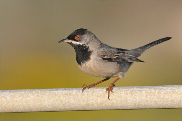 MASKENGRASMÜCKE, RÜPELL´S WARBLER, SYLVIA RUEPPELLI
