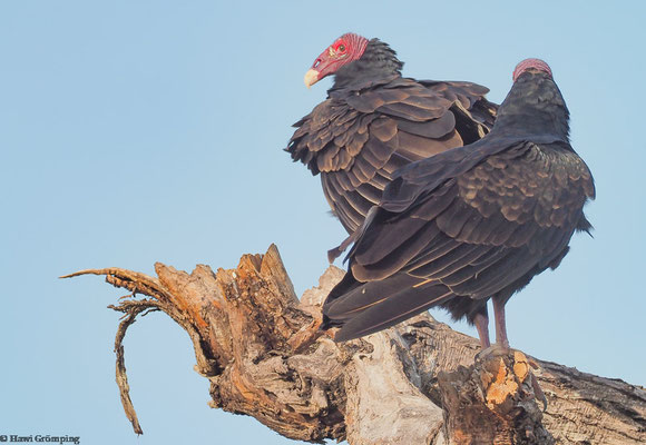 Truthahngeier (Turkey Vulture) 