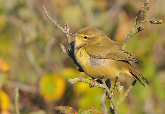 ZILPZALP, CHIFFCHAFF, PHYLLOSCOPUS COLLYBITA