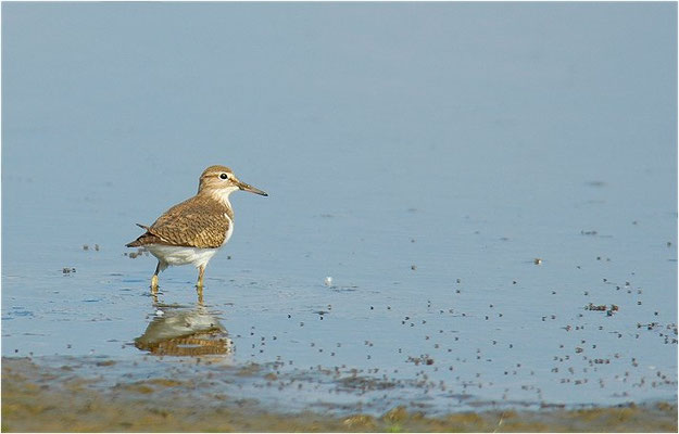 FLUSSUFERLÄUFER, COMMON SANDPIPER, ACTITIS HYPOLEUCOS