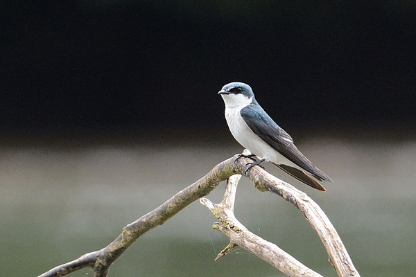 MANGROVENSCHWALBE, MANGROVE SWALLOW, TACHYCINETA ALBILINEA