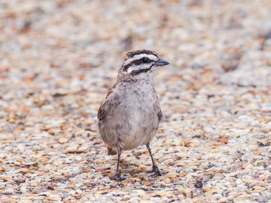 Kapammer, cape bunting, emberiza capensis - Südafrika