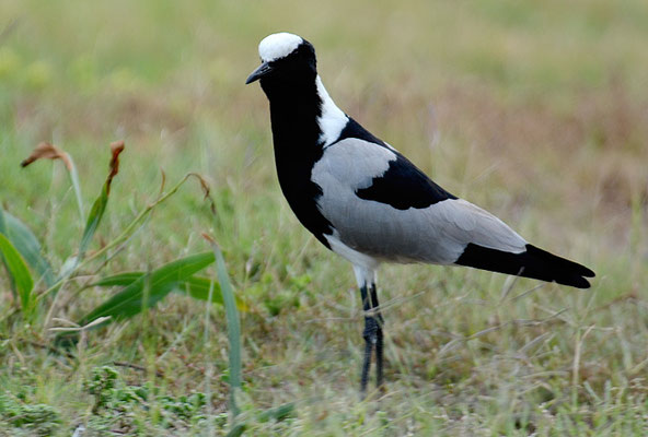 WAFFENKIEBITZ, BLACKSMITH LAPWING, VANELLUS ARMATUS