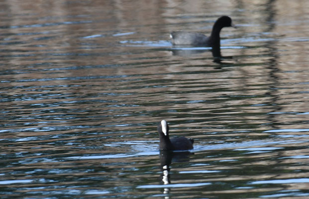 KARIBENBLÄSSRALLE, CARIBBEAN COOT, FULICA CARIBAEA