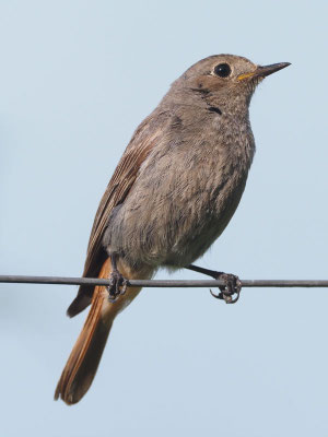 Hausrotschwanz, black redstart, phoenicurus ochruros