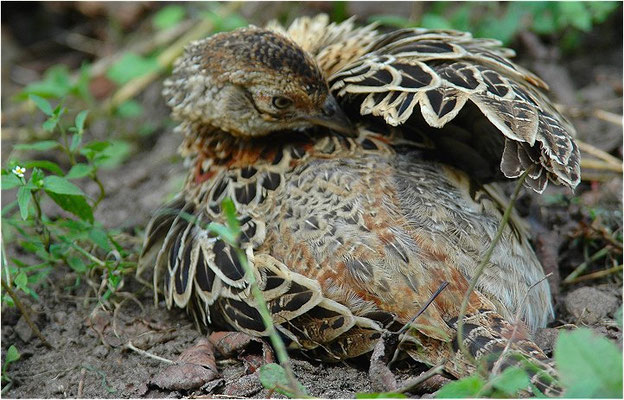 FASAN, COMMON PHEASANT, PHASIANUS COLCHICUS
