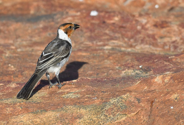 DOMINIKANERKARDINAL, RED-COWLED CARDINAL, PAROARIA DOMINICANA
