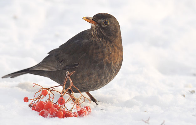 AMSEL, COMMON BLACKBIRD, TURDUS MERULA
