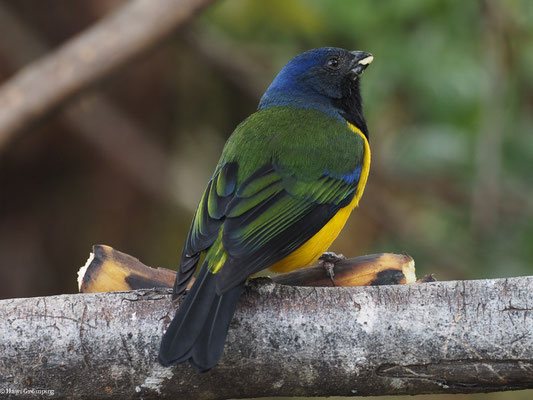 SCHWARZBRUST-BERGTANGARE, BLACK-CHESTED MOUNTAIN-TANAGER - CNEMATHRAUPIS EXIMIA
