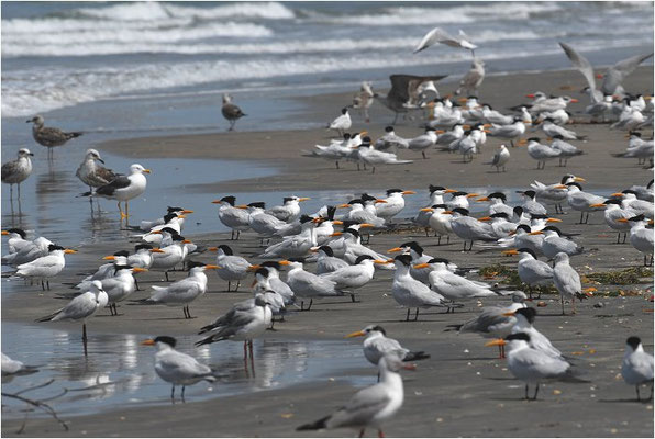 KÖNIGSSEESCHWALBE, ROYAL TERN, STERNA MAXIMA