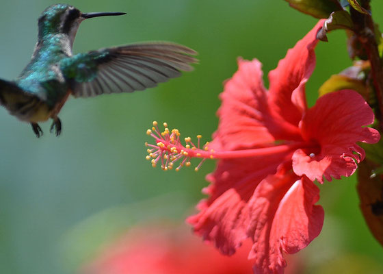BLAUSCHWANZSMARAGDKOLIBRI, BLUE-TAILED EMERALD, CHLOROSTILBON MELLISUGUS 