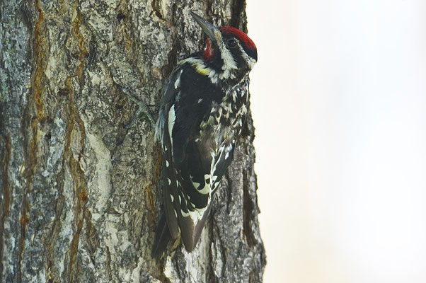 GELBBAUCH-SAFTLECKER, YELLOW-BELLIED SAPSUCKER, SPHYRAPICUS NUCHALIS