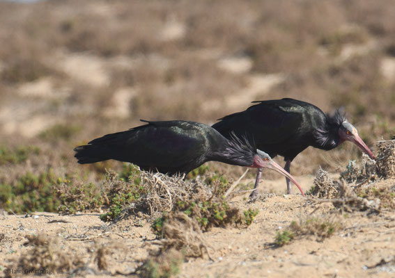 WALDRAPP, BALD IBIS, GERONTICUS EREMITA